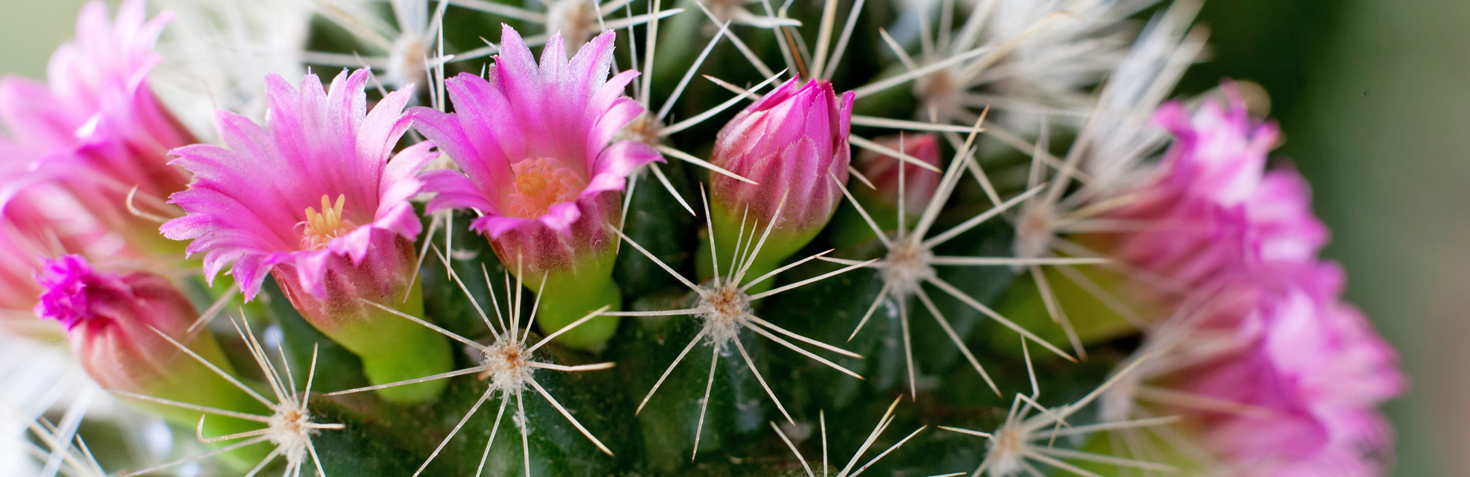 Desert Cactus (numerous species)