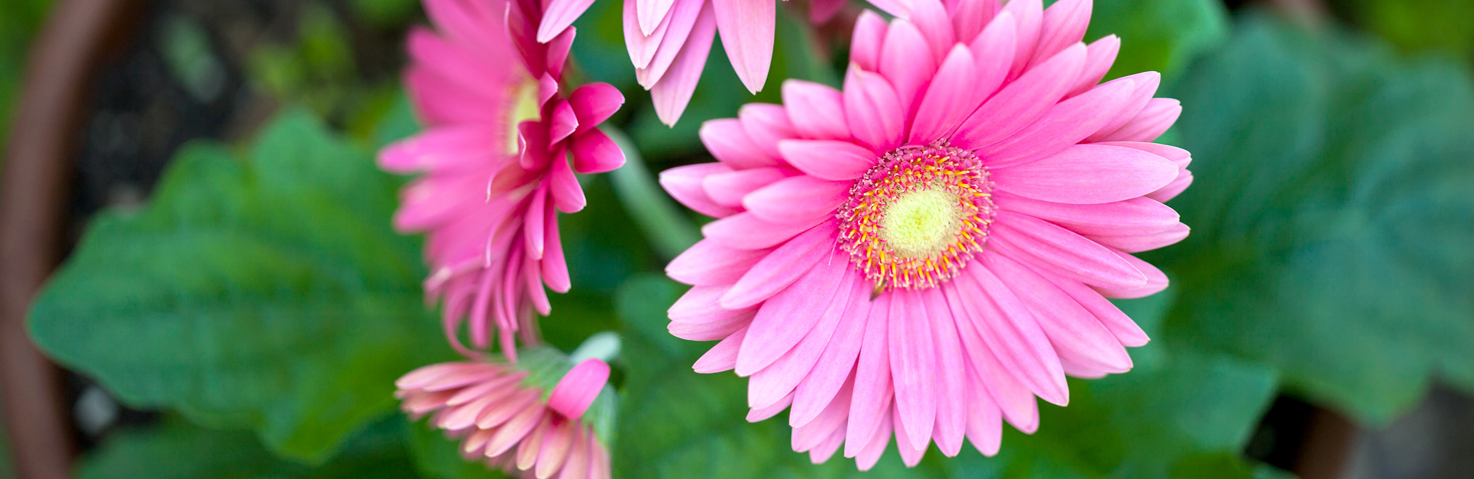 Gerbera, Transvaal Daisy (Gerbera)