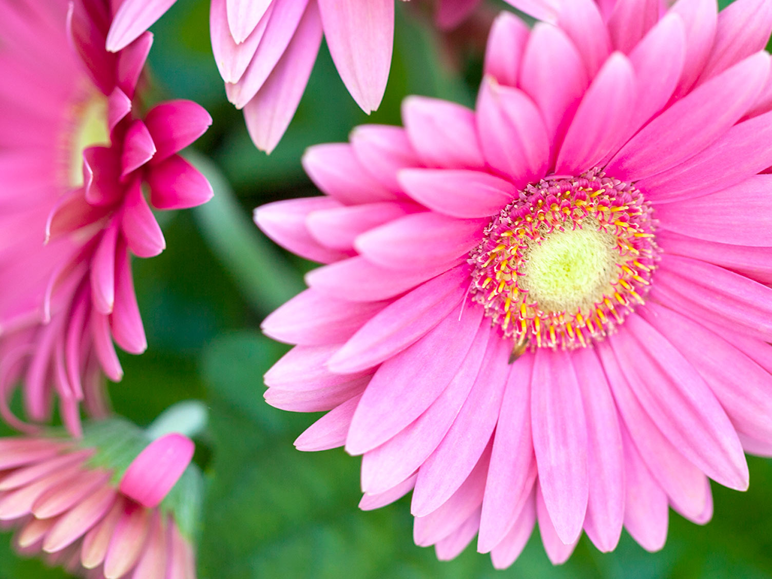 20 Plants That Are Safe For Children, Cats And Dogs HGTV Canada Plants