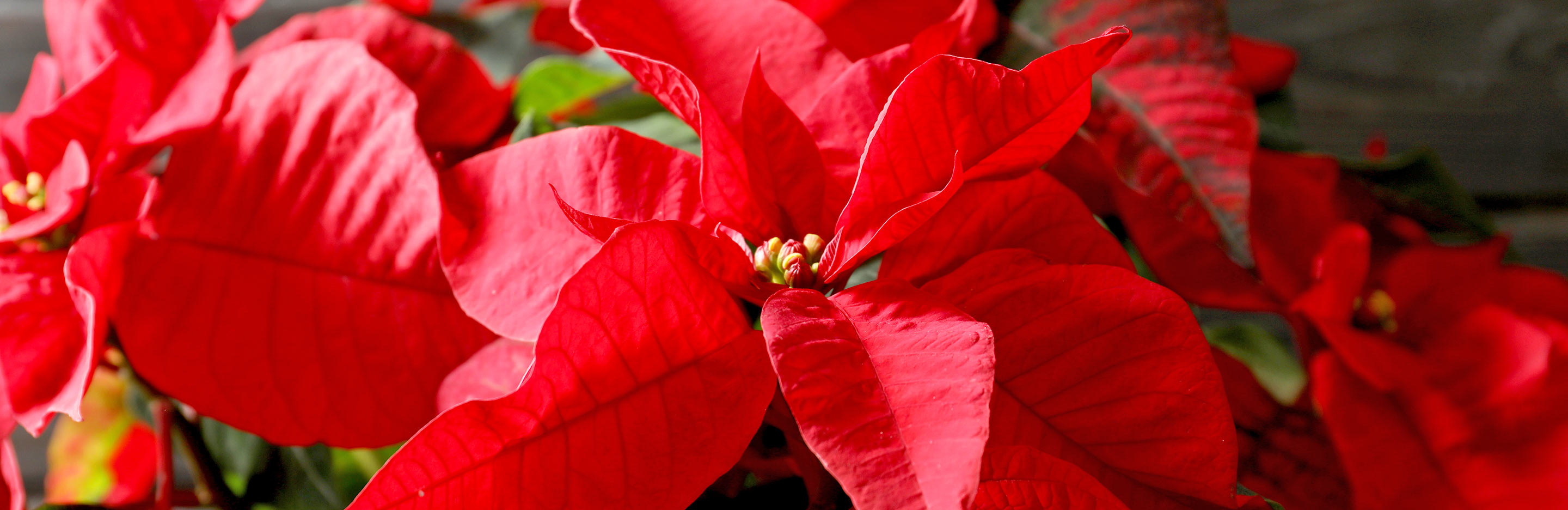 Poinsettia (Euphorbia Pulcherrima)