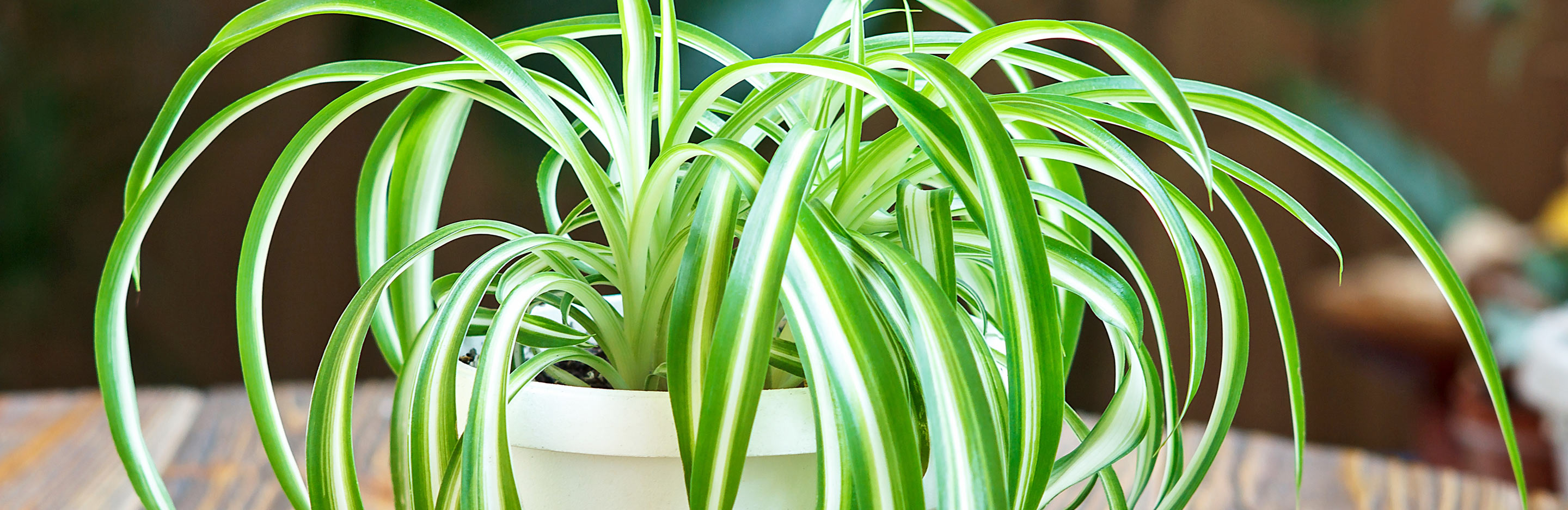 Spider Plant (Chlorophytum Comosum)