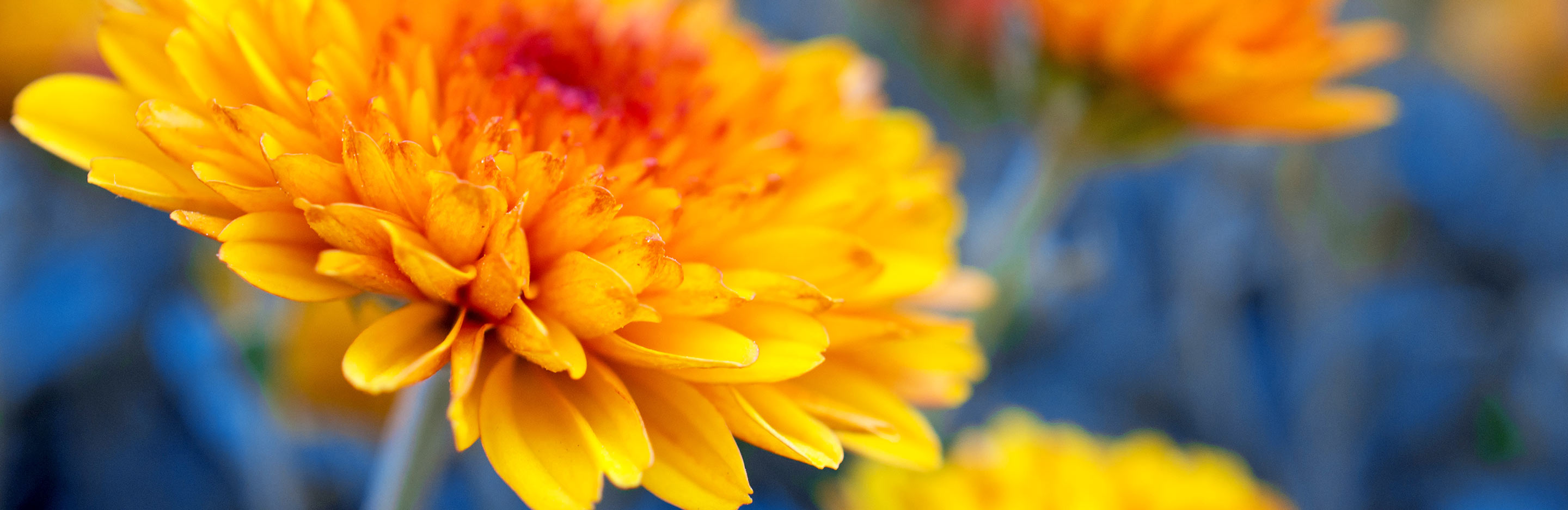 Chrysanthemums (Chrysanthemum)