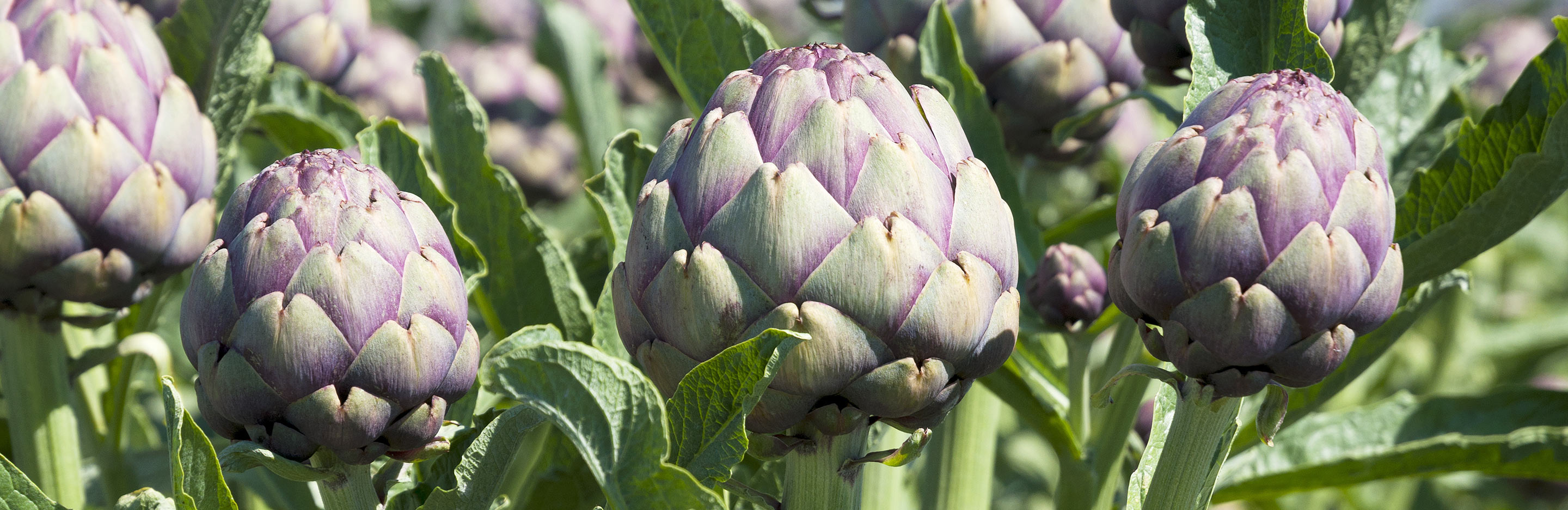 Globe Artichoke, Jerusalem Artichoke (Cynara Scolymus, Helianthus Tuberosus)