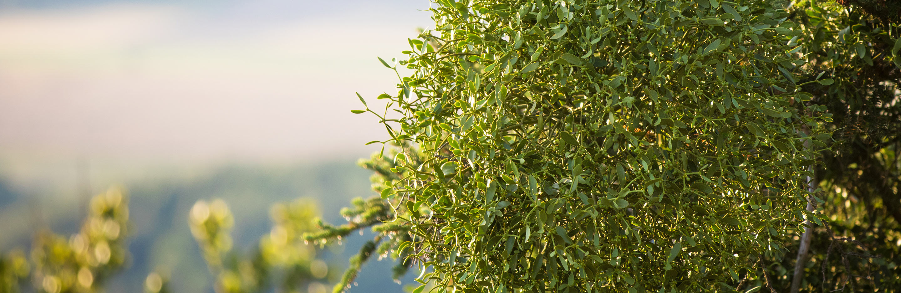 Mistletoe (Viscum Album)