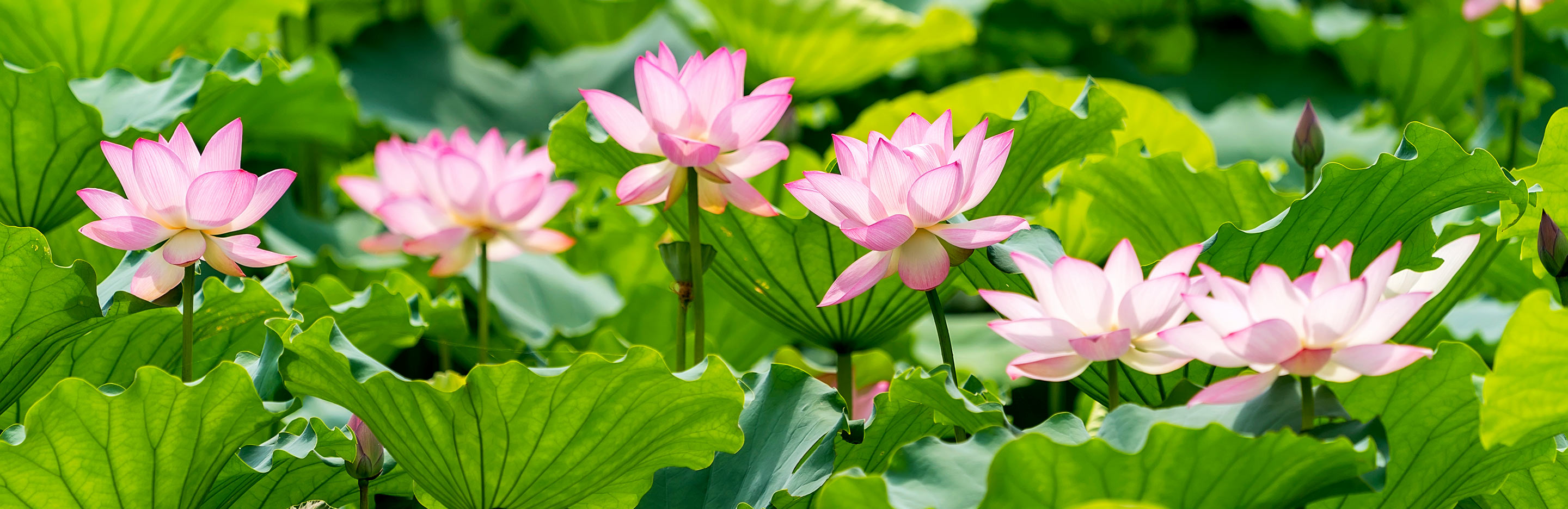 Waterlilies (Nymphaea)