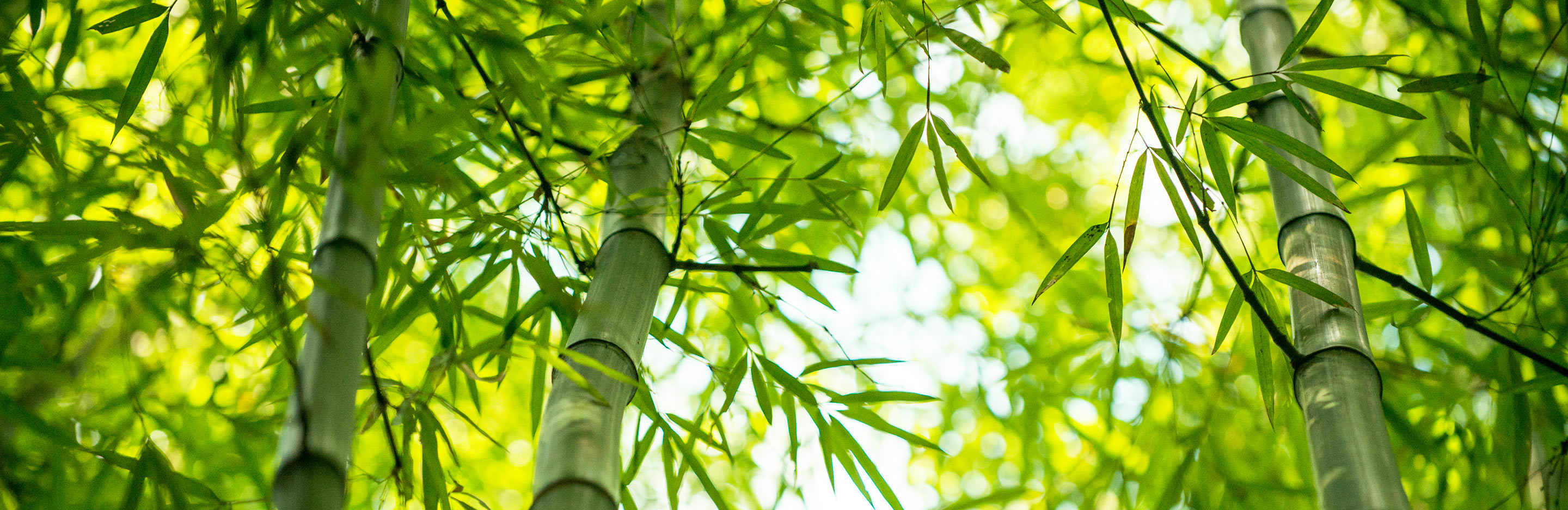 Bamboos (various species)