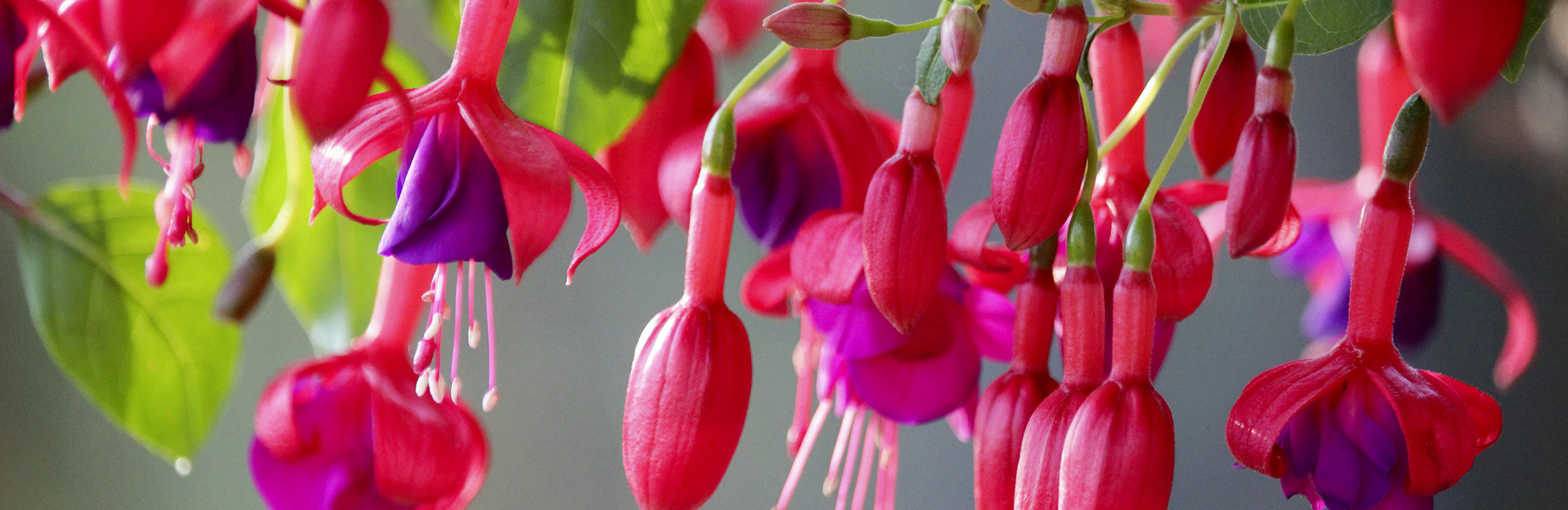 Fuchsia