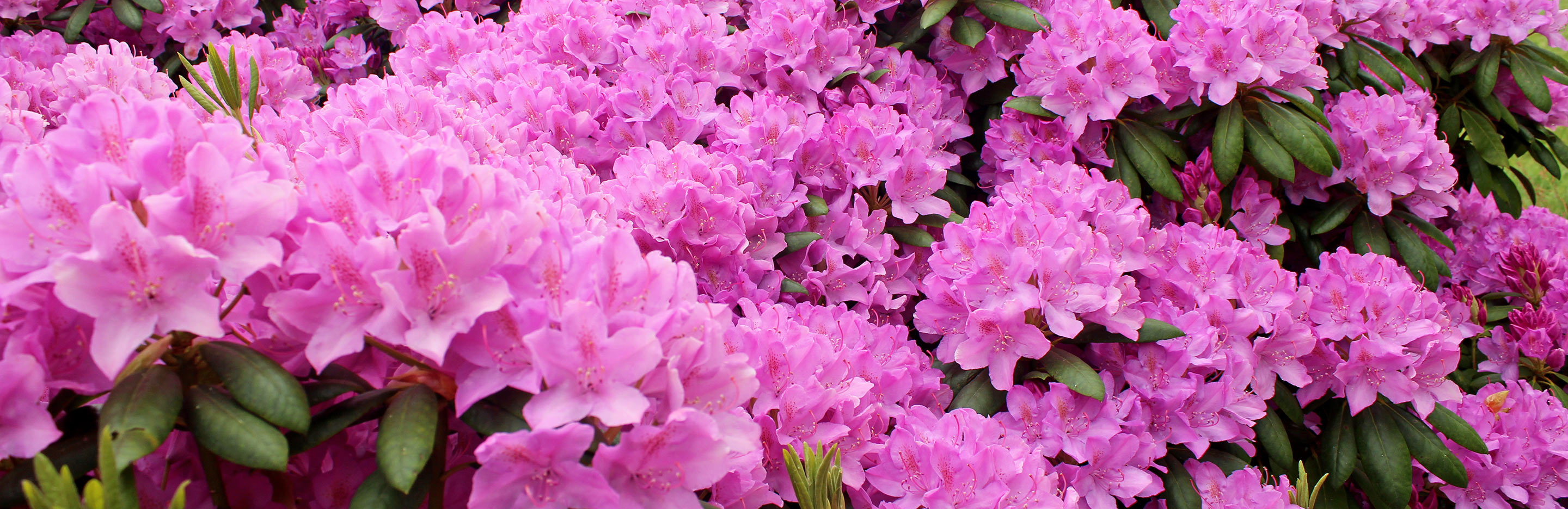 Rhododendrons and Azaleas (Rhododendron)