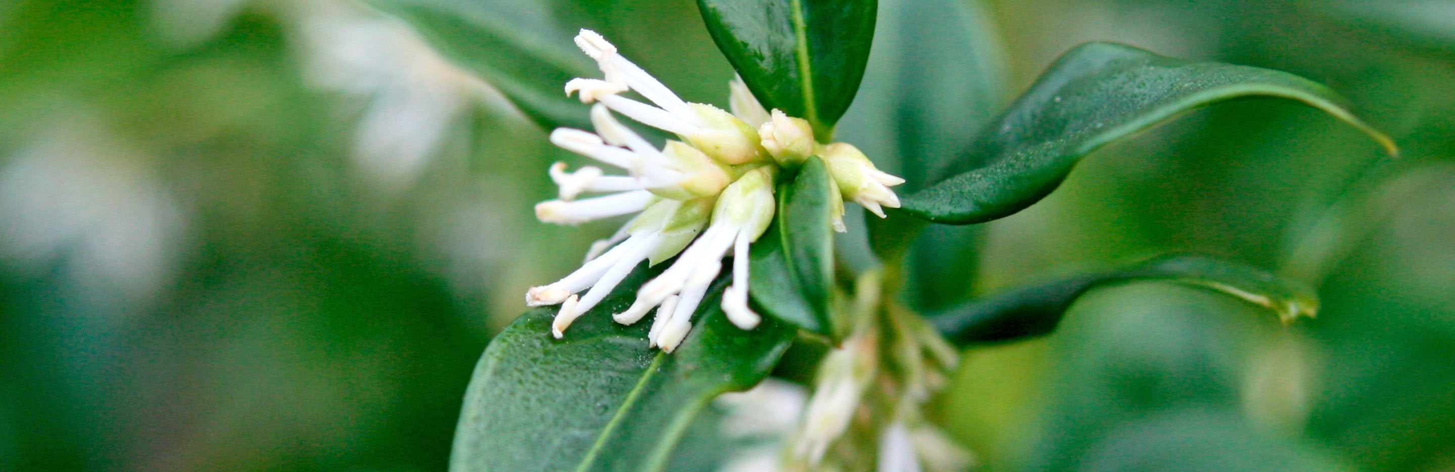 Winter Box, Sweet Box (Sarcococca)