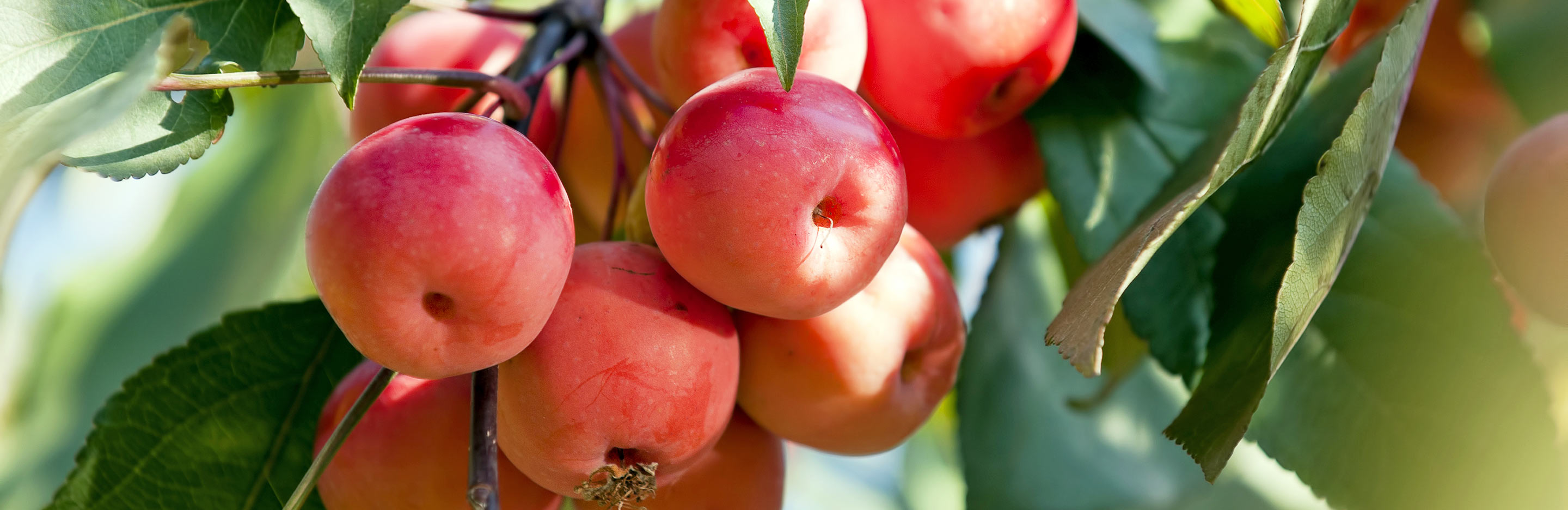 Le Marquage Des Pommes
