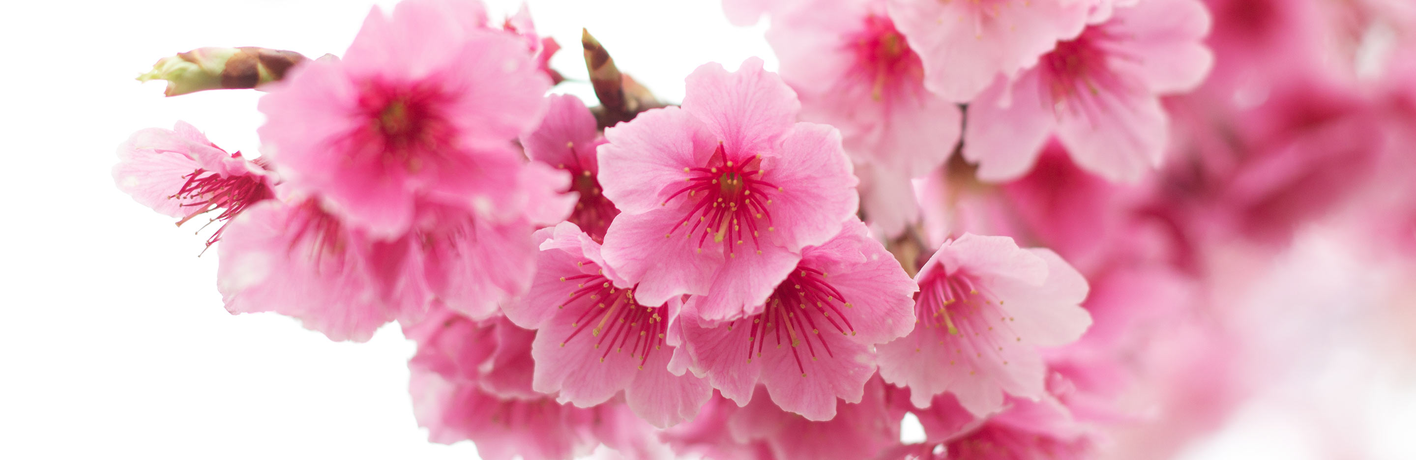 Flowering Cherries (Prunus)