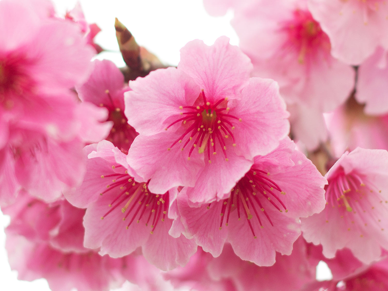 Popular Flowering Cherry Trees