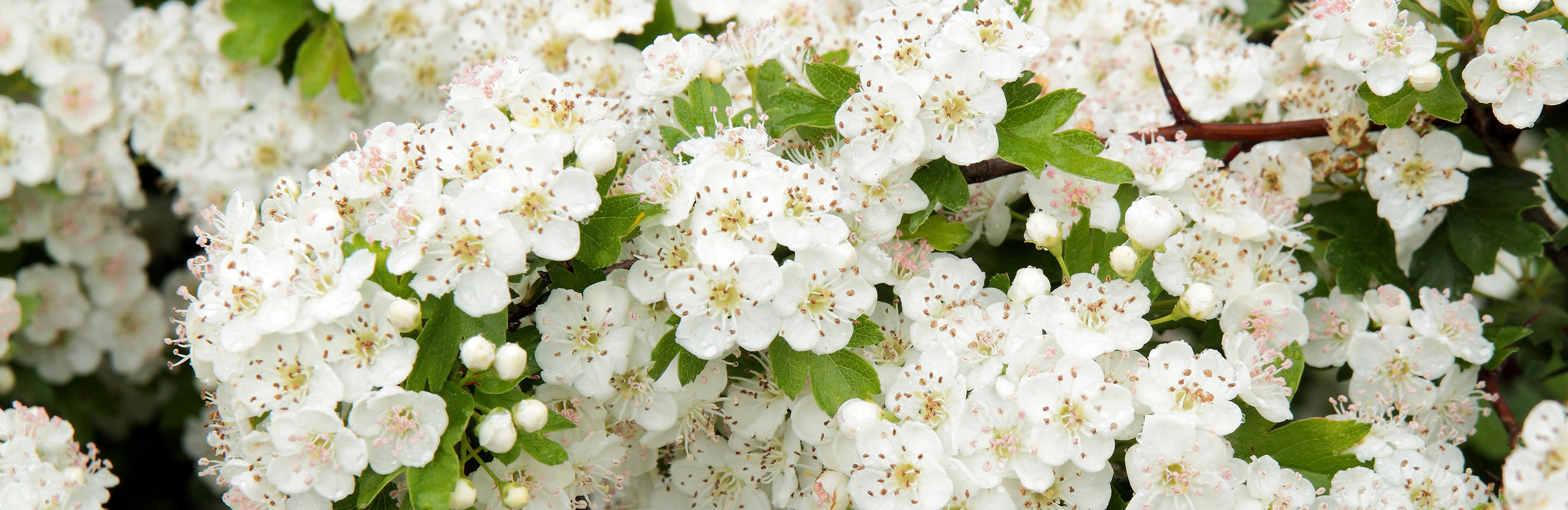 Hawthorn (Crataegus)