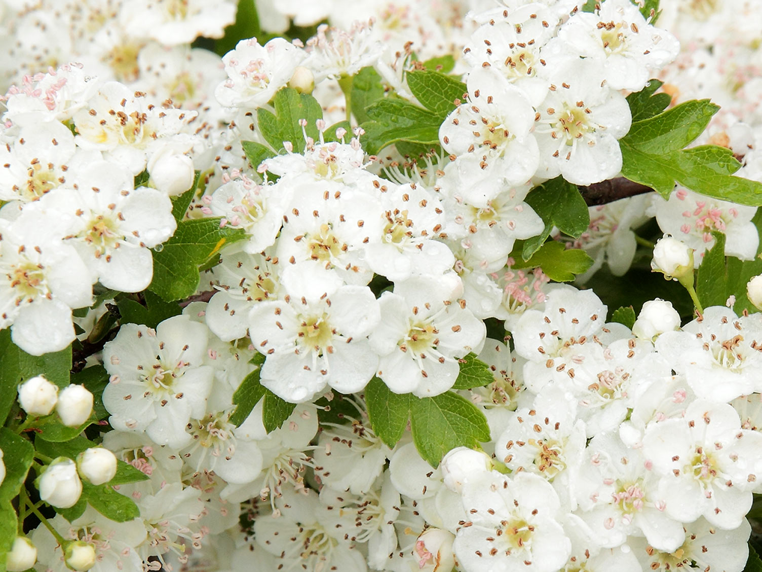 how to grow and care for hawthorn | lovethegarden