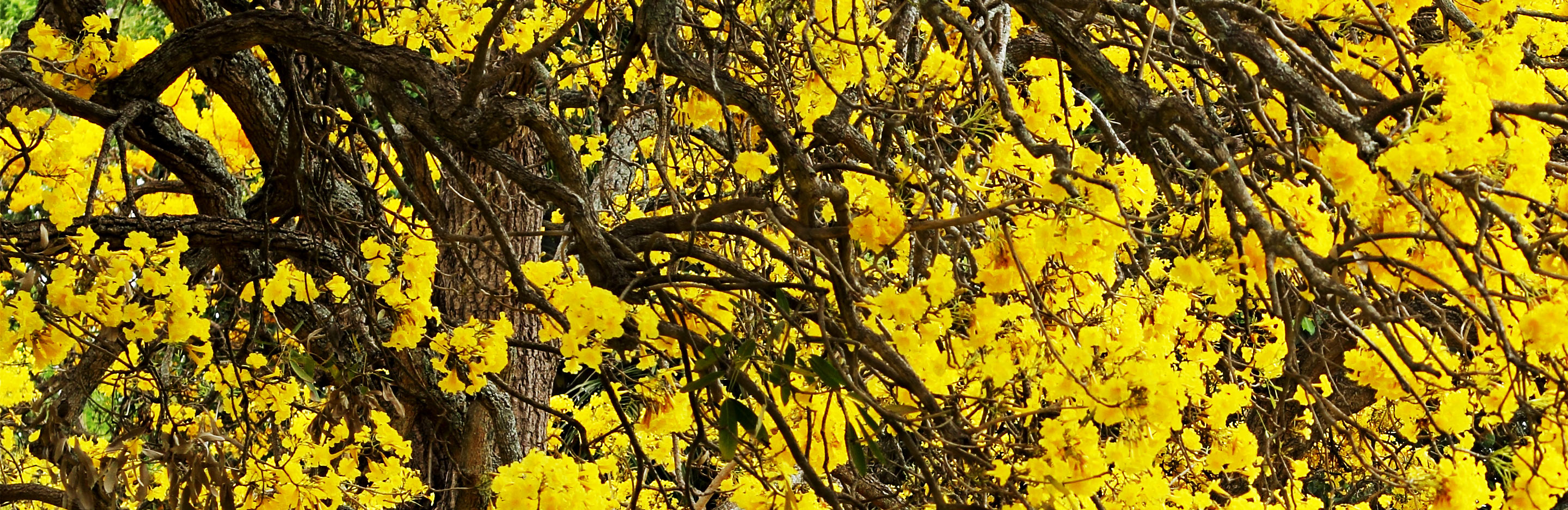 Hazel (Corylus avellana)