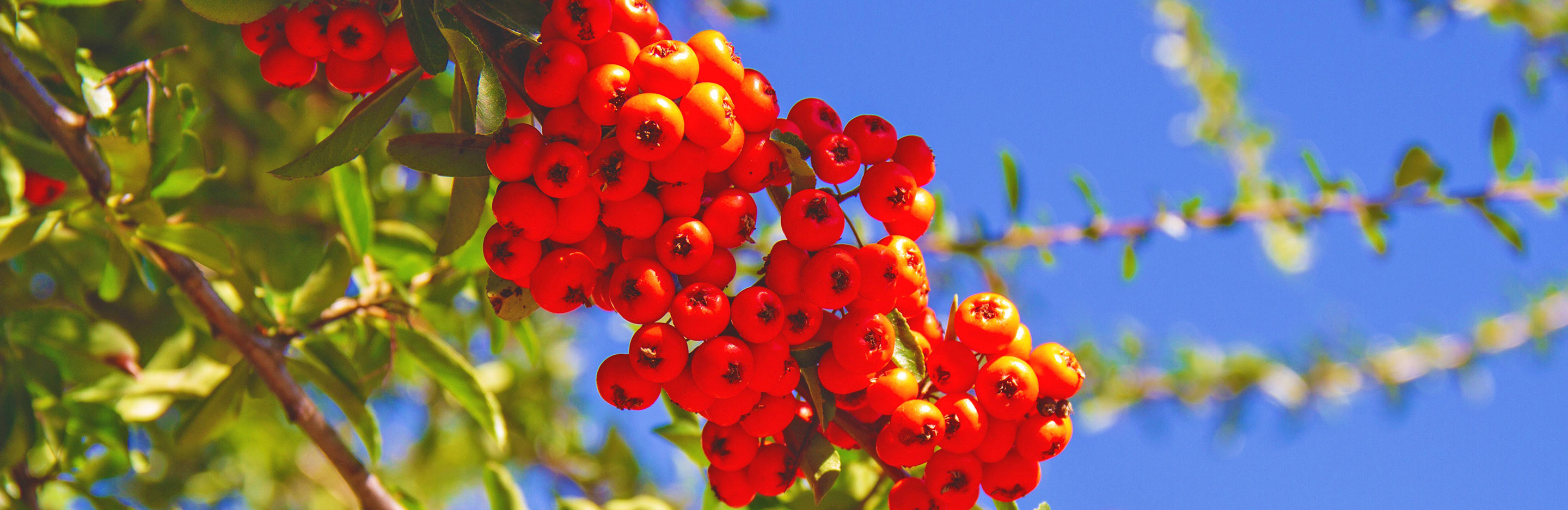 Rowan (Sorbus aucuparia)