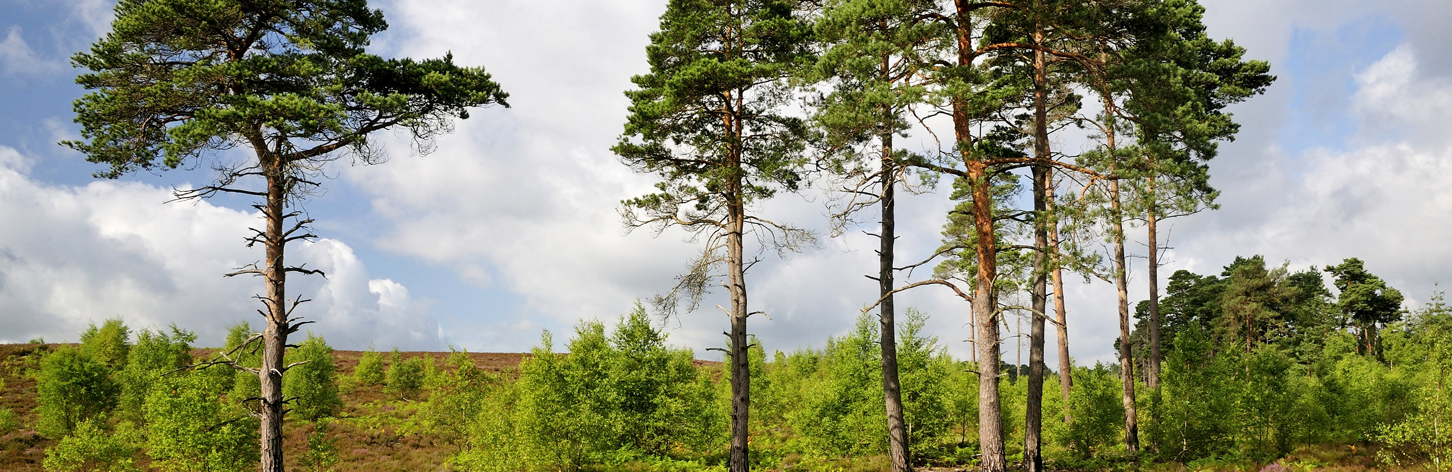 Scots Pine (Pinus sylvestris)