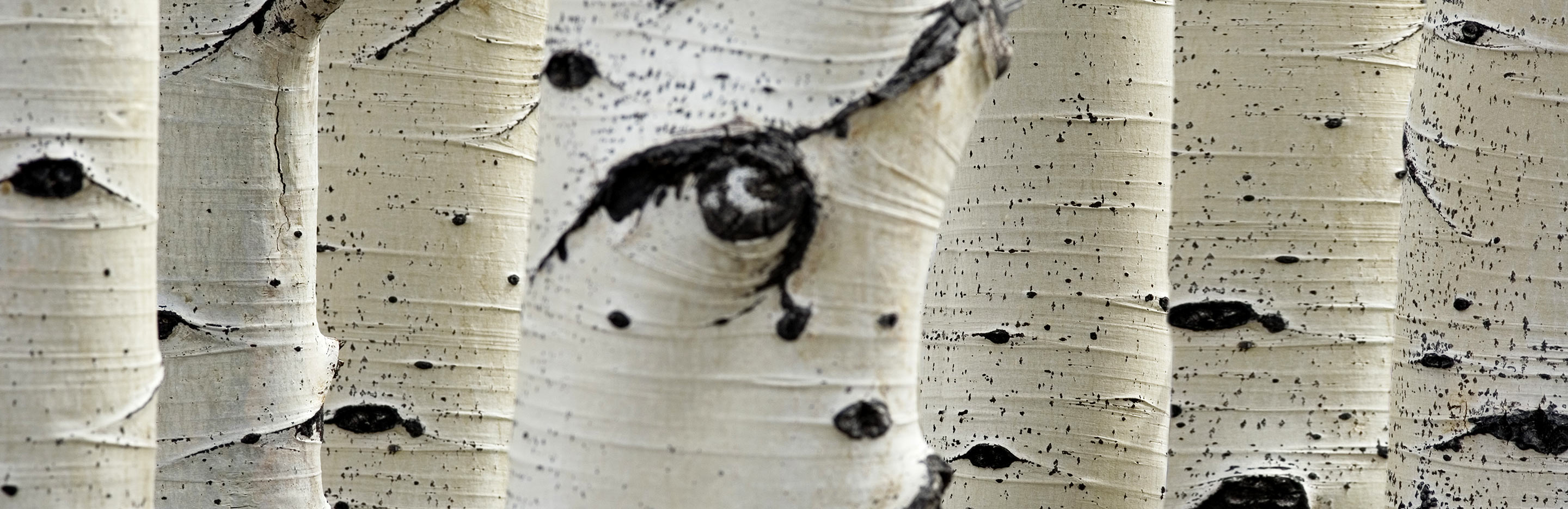 Silver Birch (Betula)