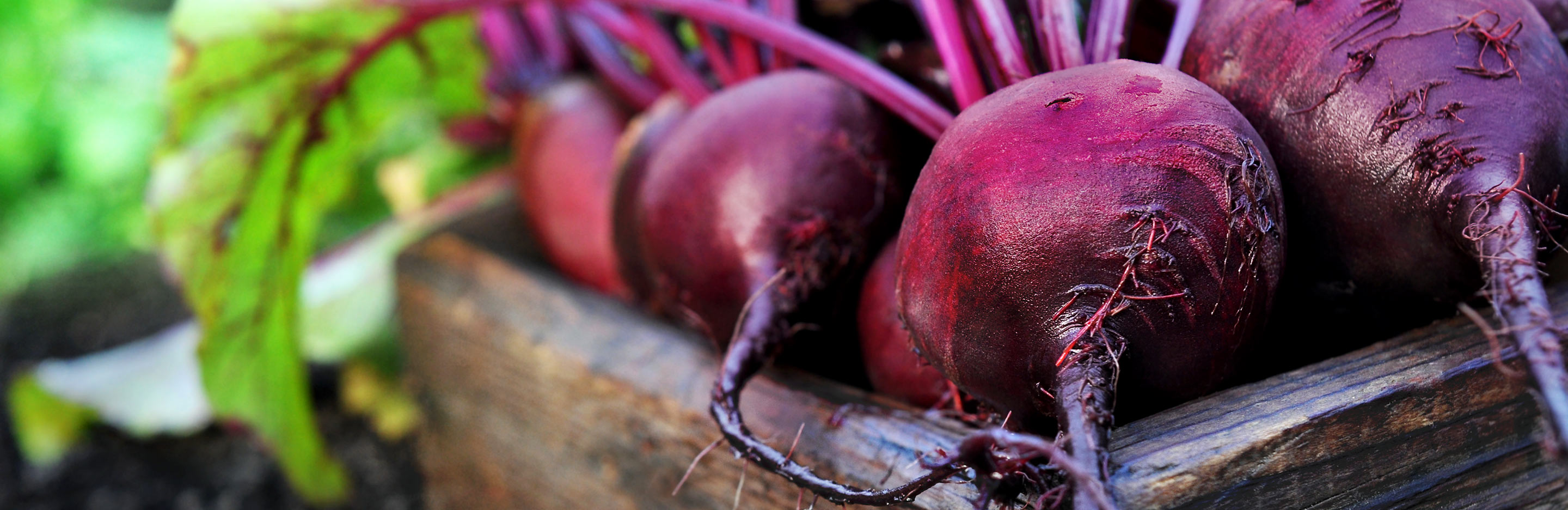 Beetroot (Beta vulgaris)