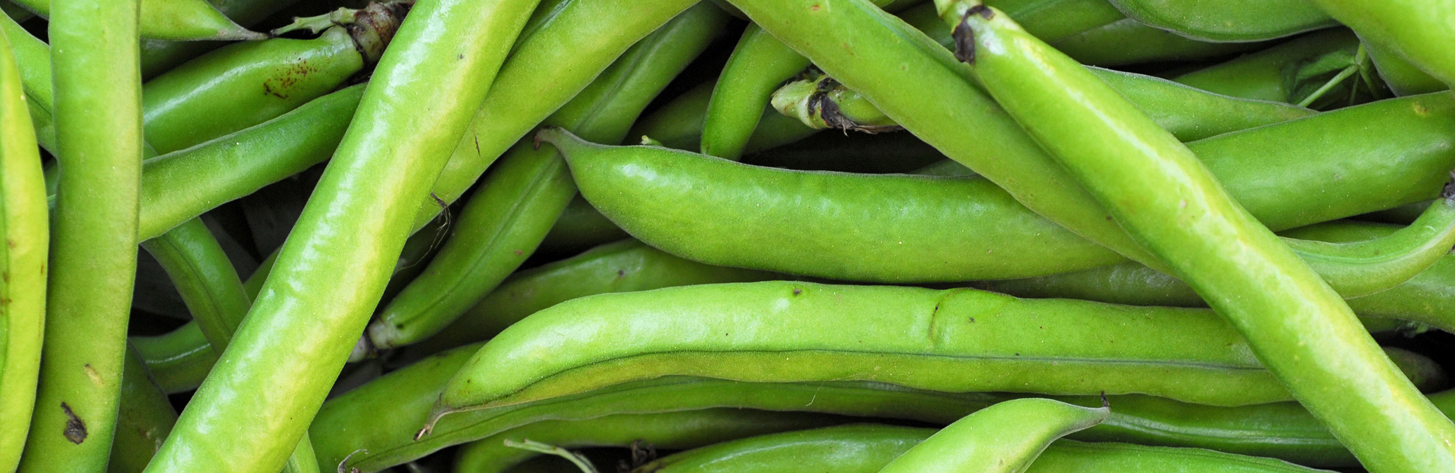 Broad Beans (Vicia faba)
