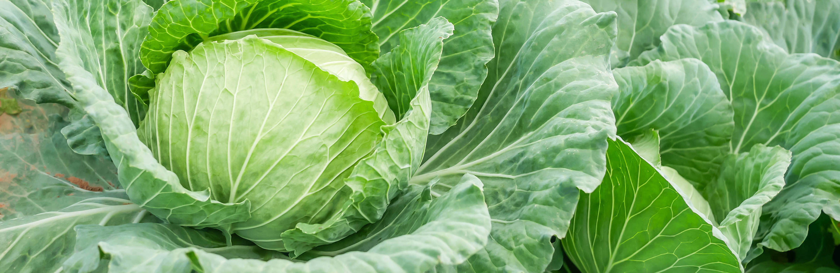 Cabbages (Brassica oleracea)
