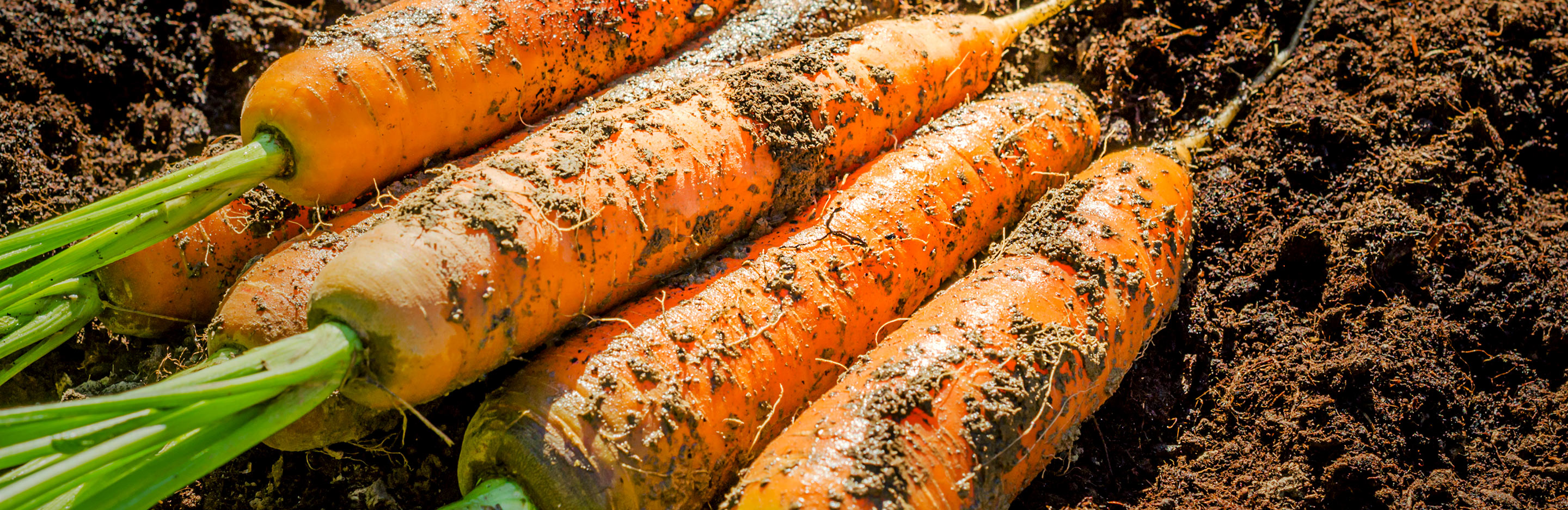 Carrots (Daucus carota)