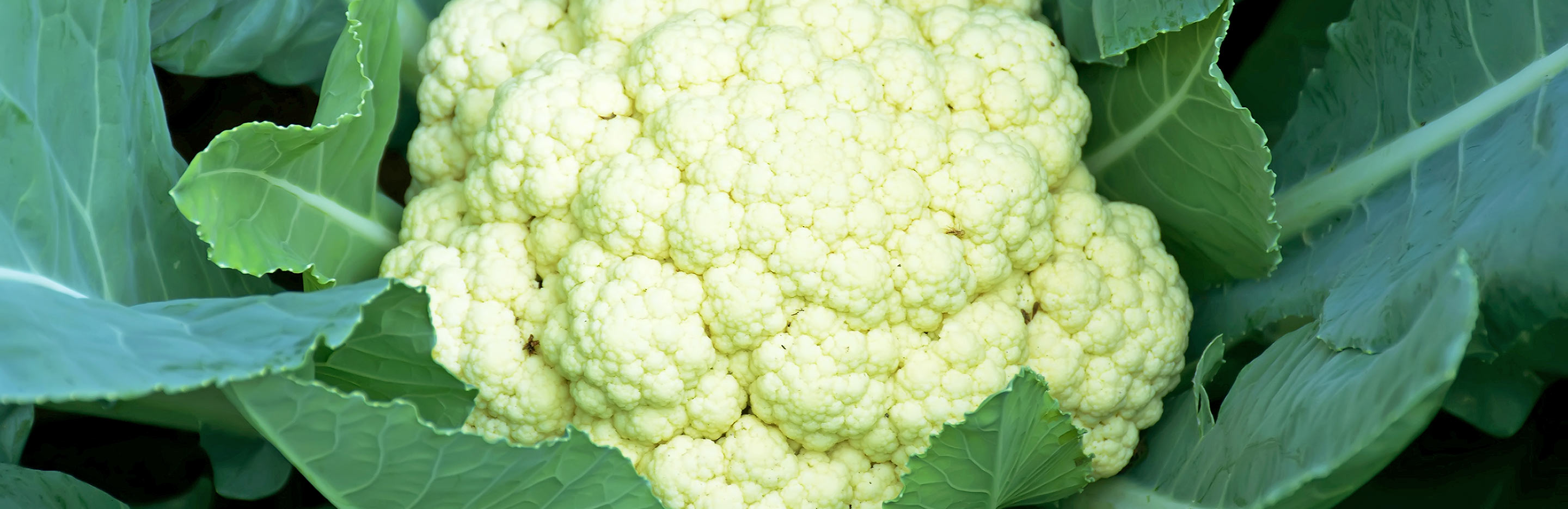Cauliflower (Brassica oleracea)