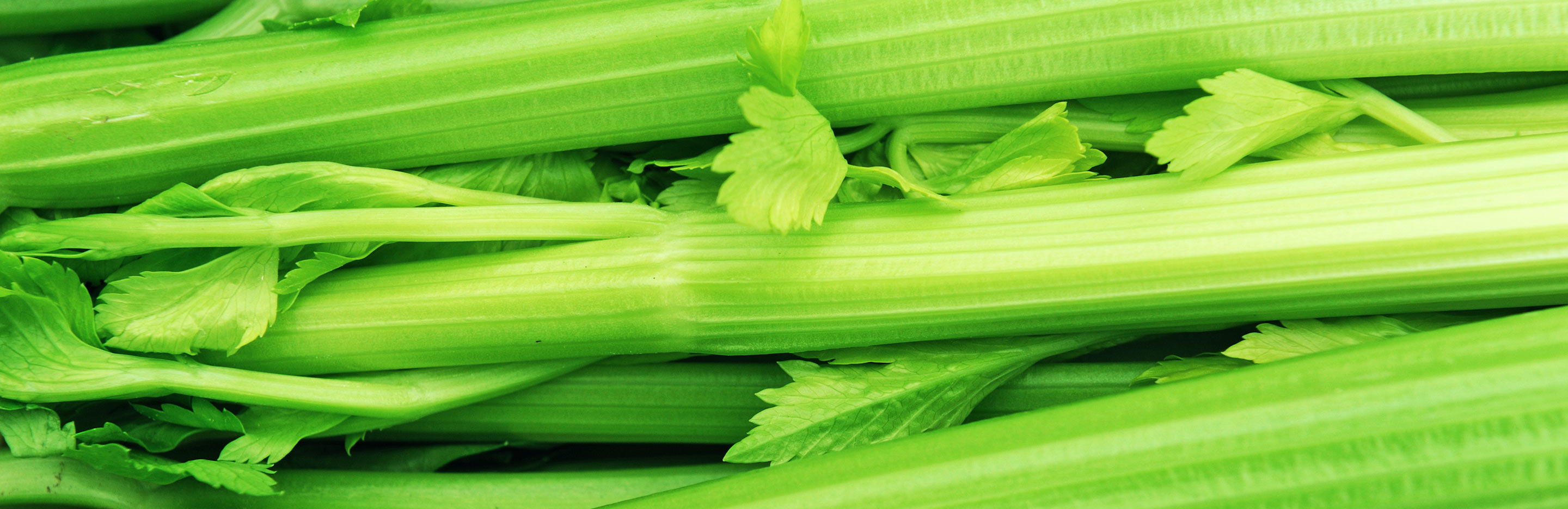 Celery (Apium graveolens)