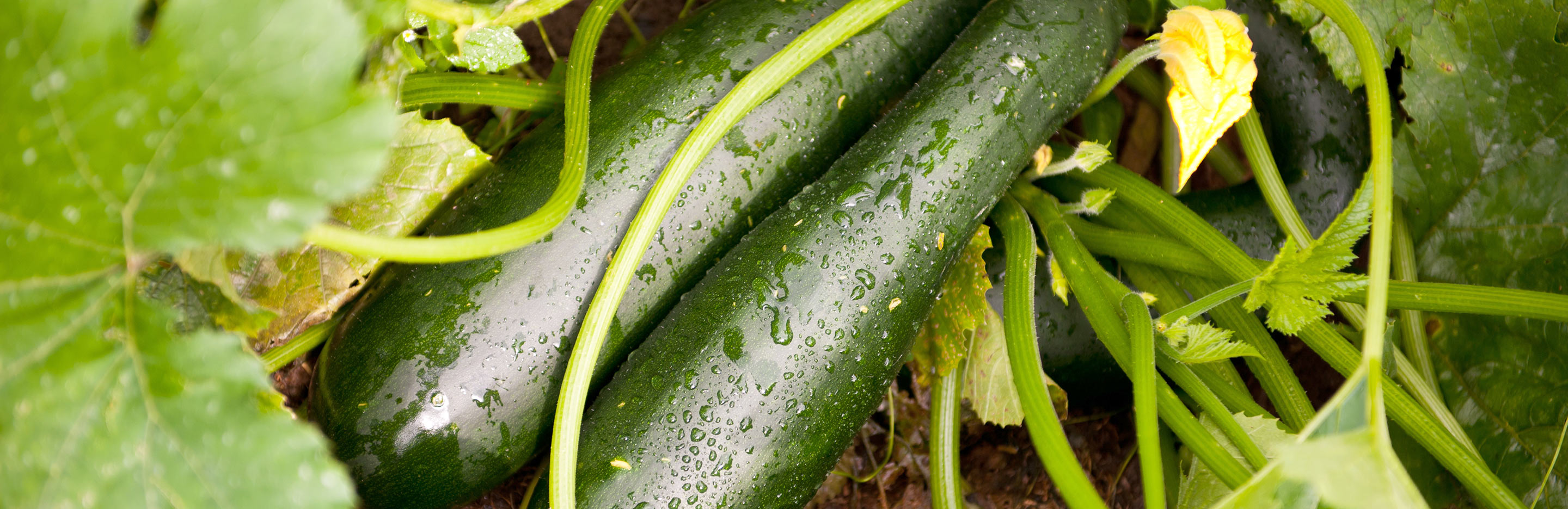 planter les courgettes