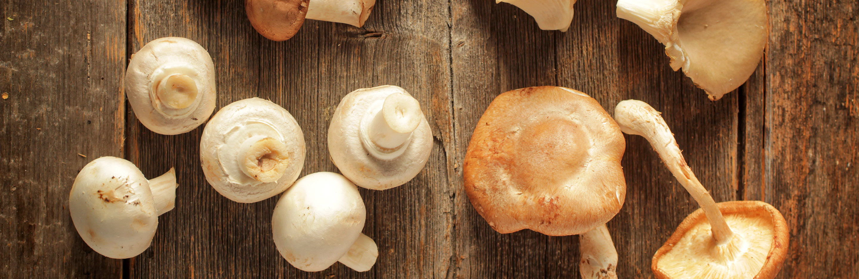 Edible Mushrooms (various species)