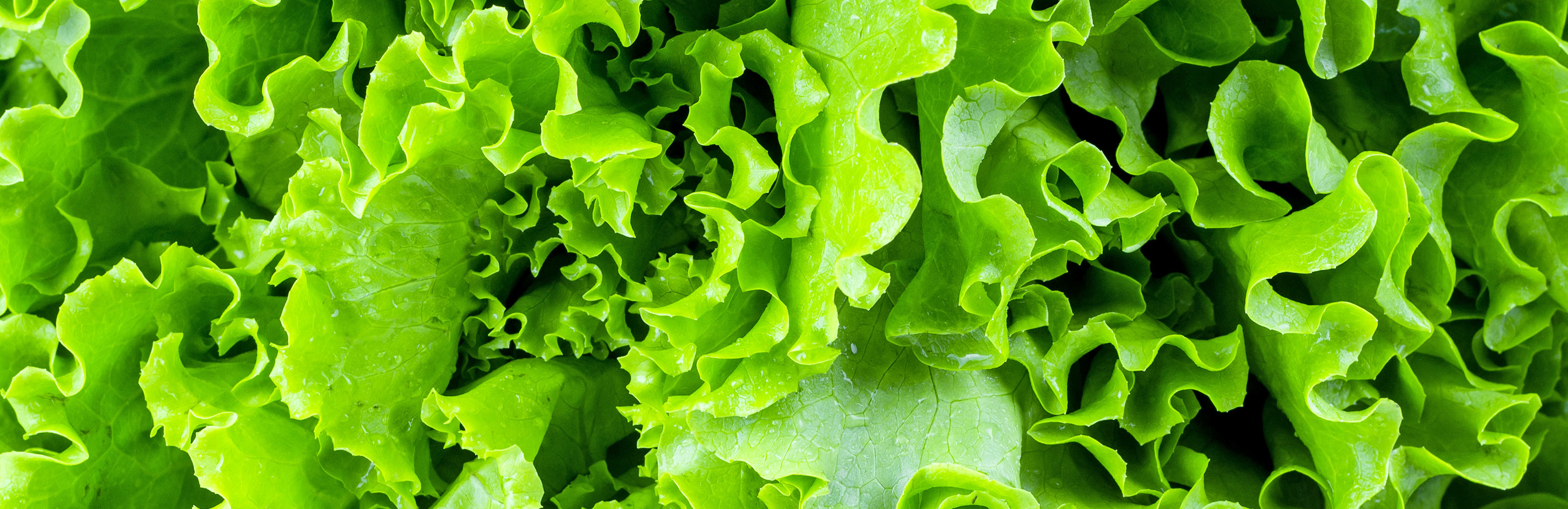 Lettuce (Lactuca sativa)