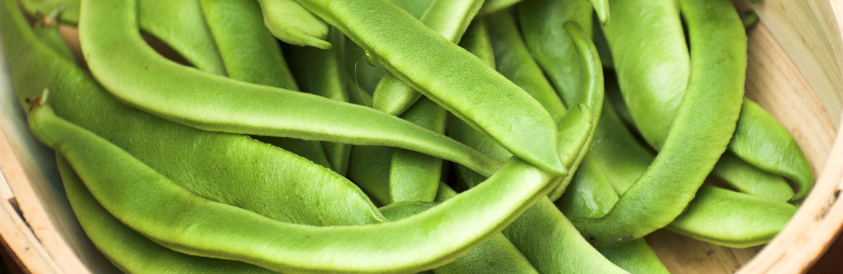 semer les haricots d’Espagne