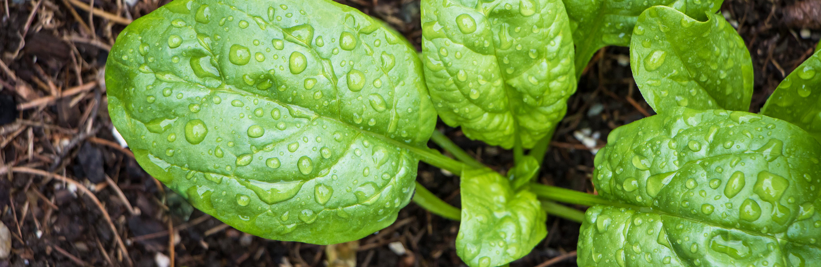 Spinach and Spinach Beet (Spinacia oleracea and Beta vulgaris)