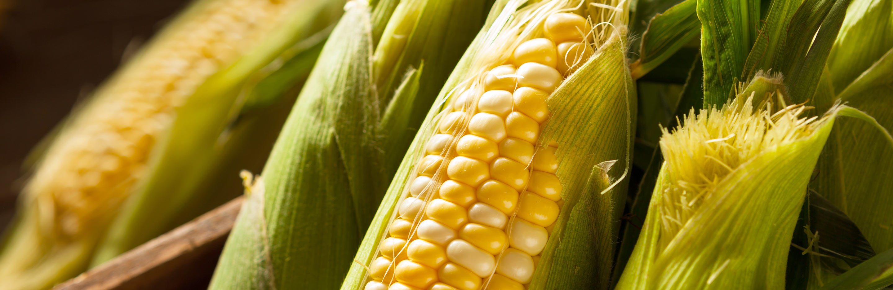 how to grow sweetcorn