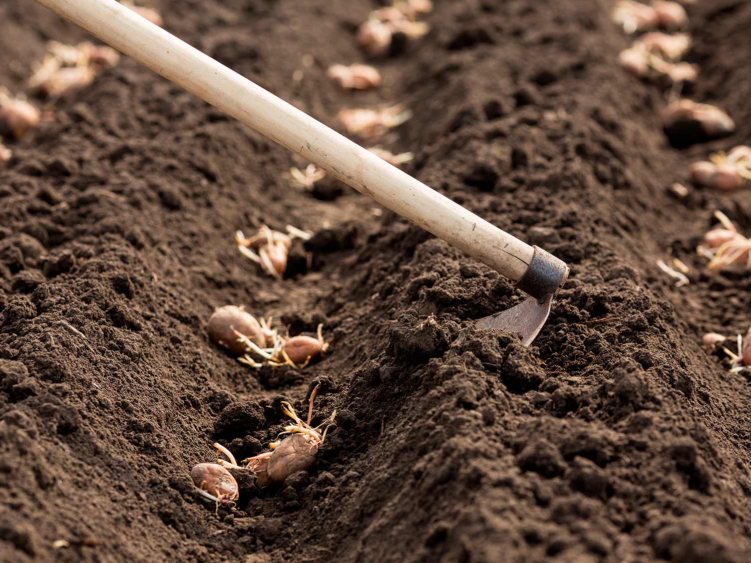 Planting potatoes within trenches in the soil