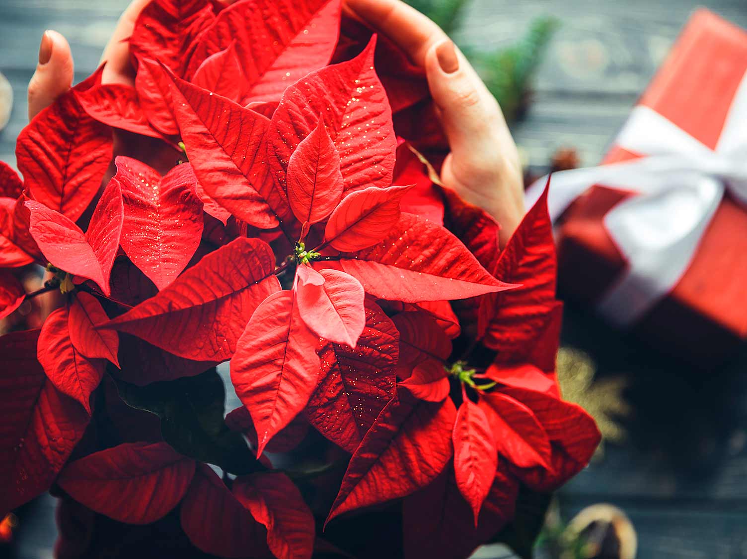 UK_poinsettia-at-christmas-time.jpg Poinsettias make perfect Christmas gifts