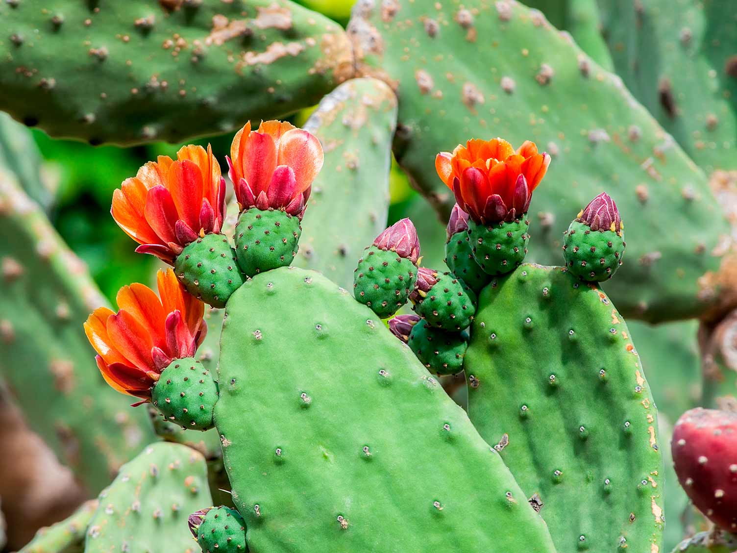 Cactus de pere în floare