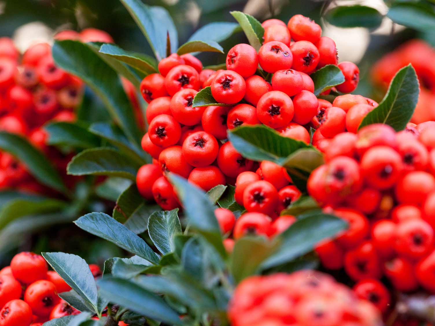 UK_pyracantha-berries.jpg Pyracantha berries