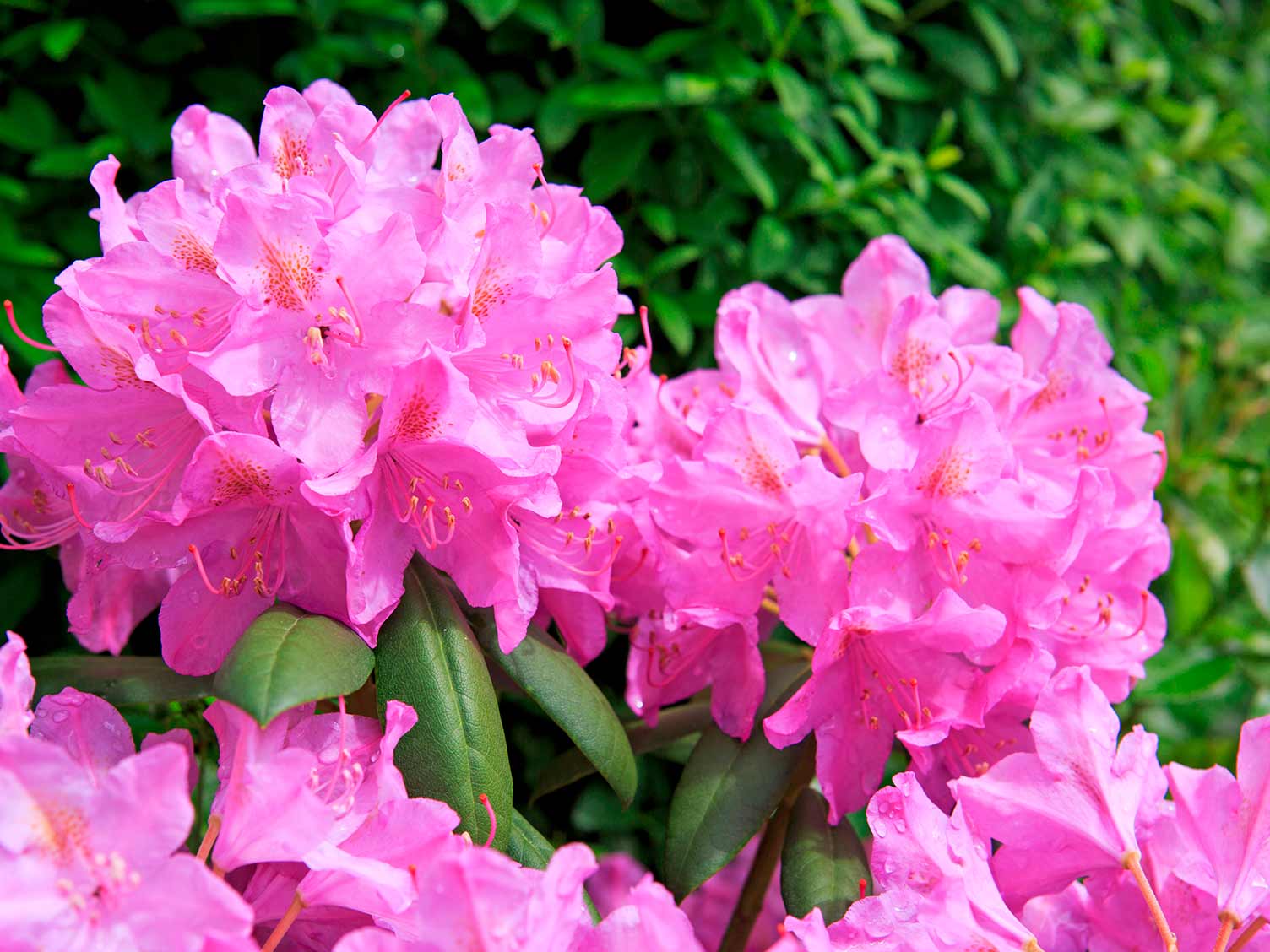 Image of Rhododendron ericaceous plant