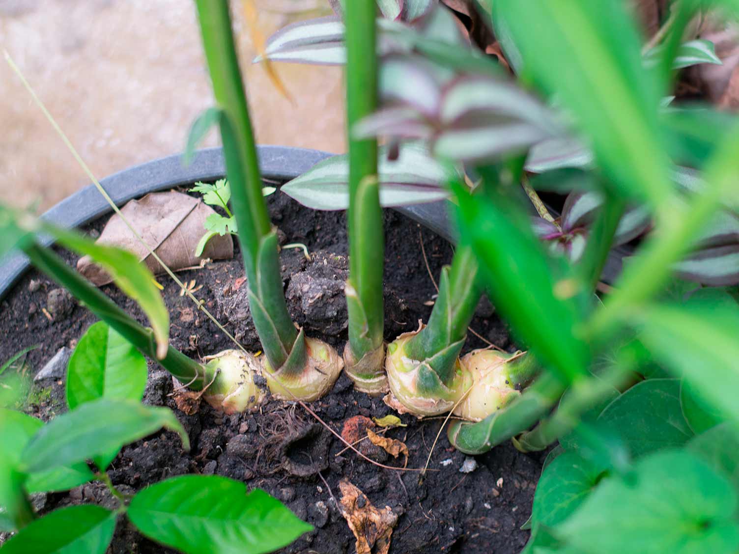 Ginger (root ginger) plant growing