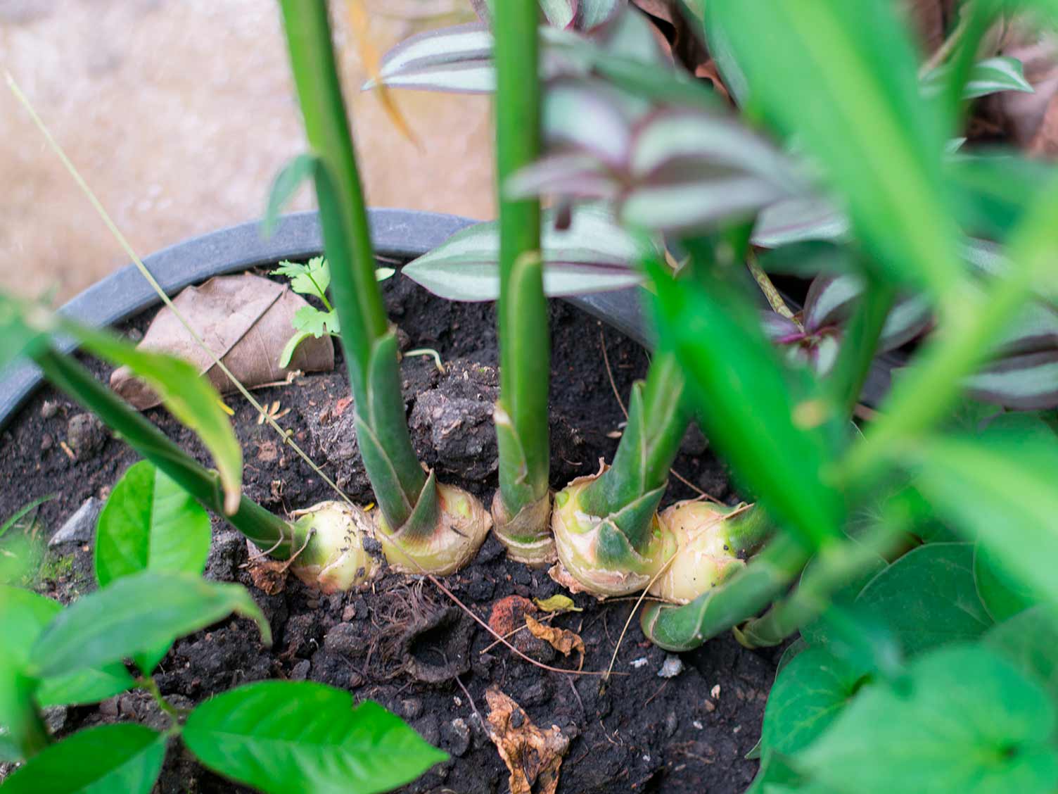  Common ginger, root ginger (Zingiber officinale)