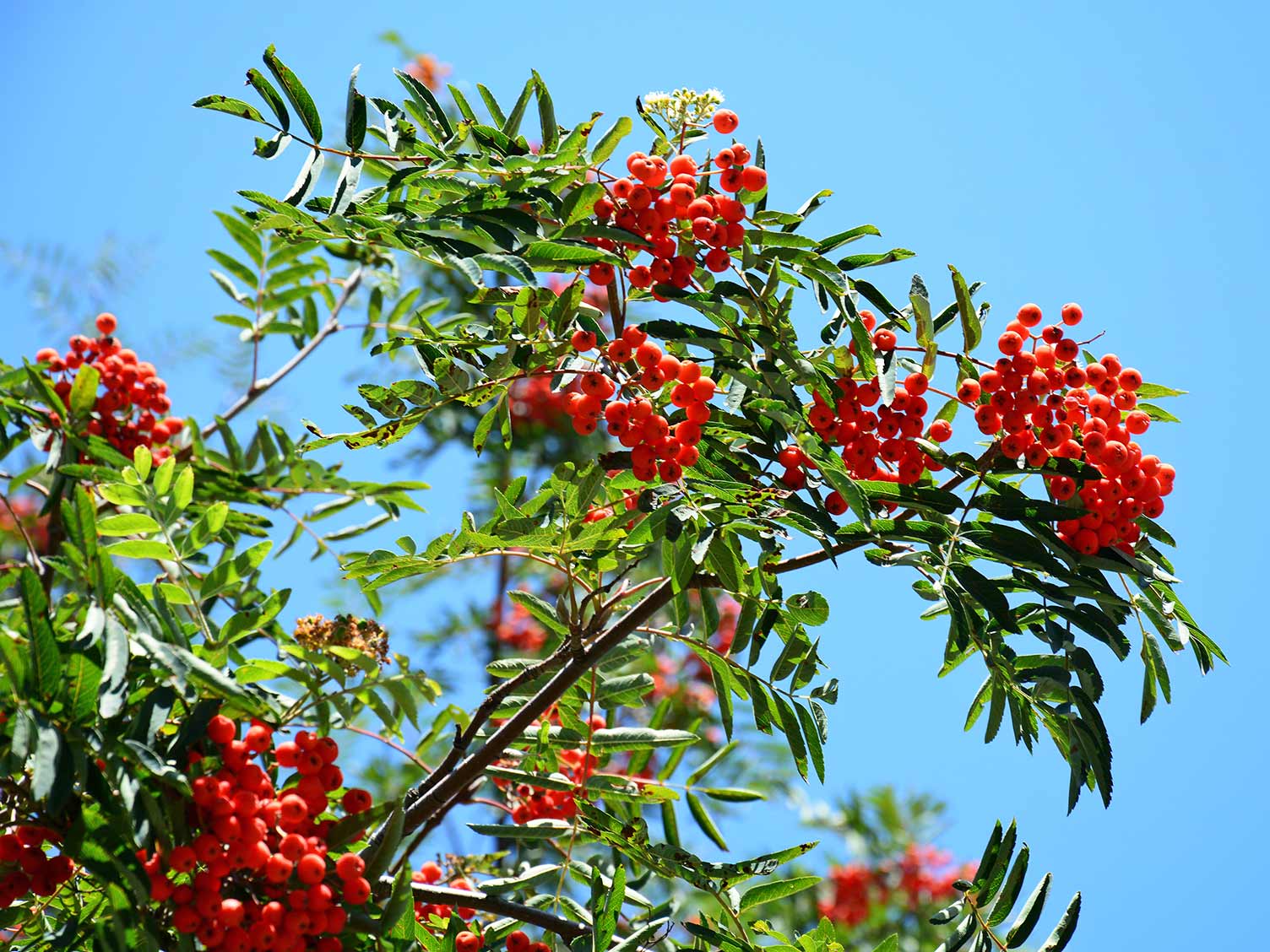 UK_rowan-tree-branch-closeup.jpg Mountain ash/rowan tree branch closeup