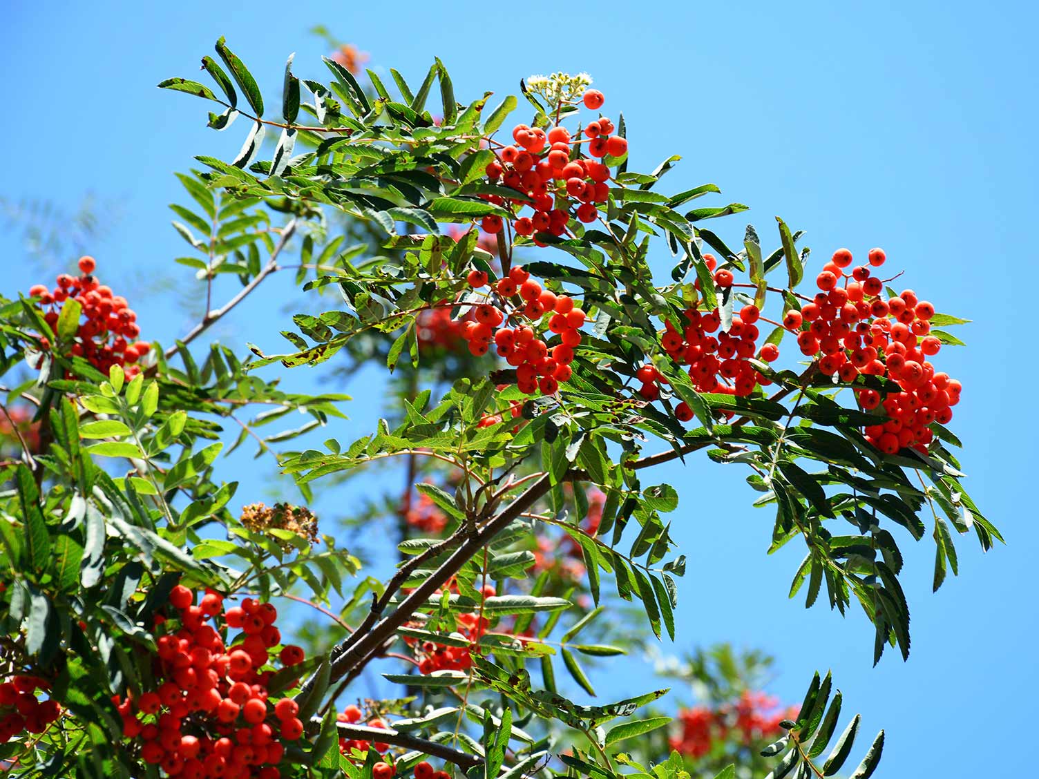 Rowan Tree For Small Garden