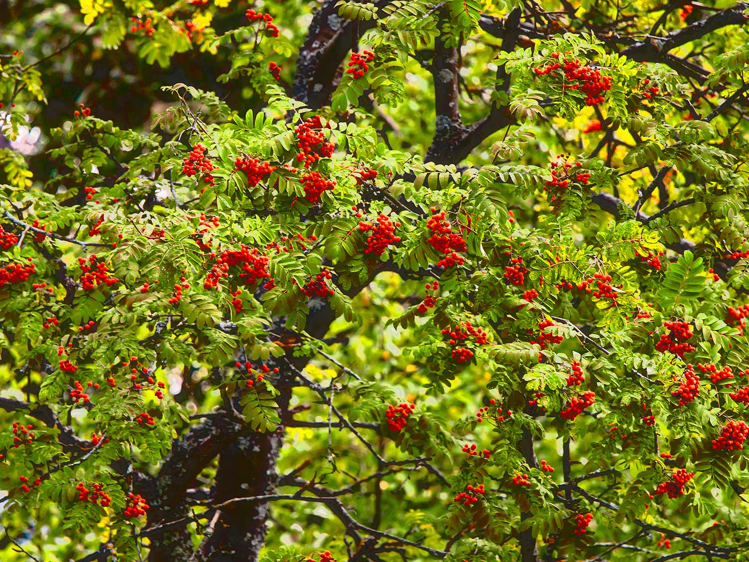 UK_rowan-tree-with-berries.jpg Rowan tree with berries