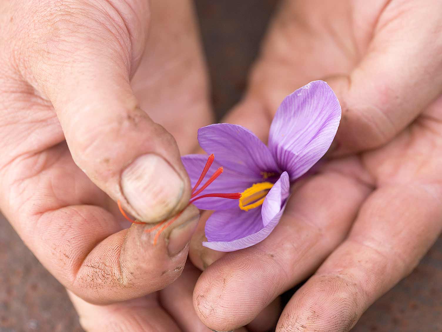Harvesting saffron spices