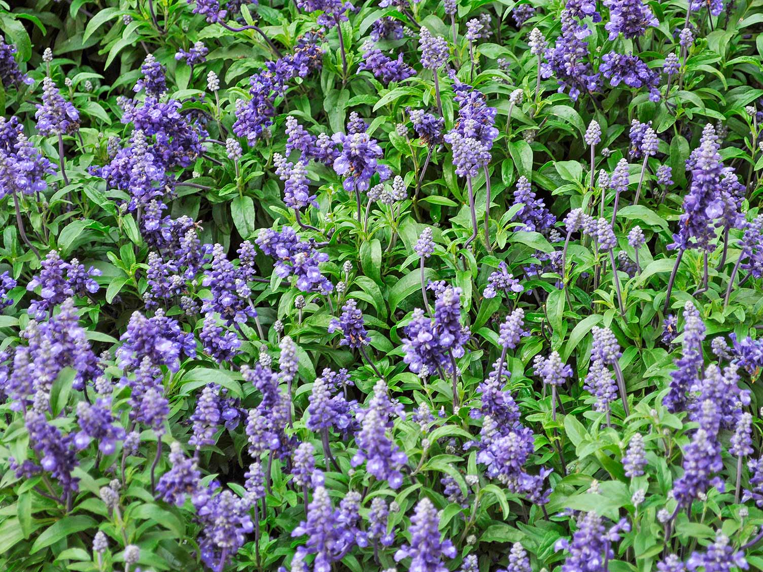 Flowers pictures of sage Sage flowers