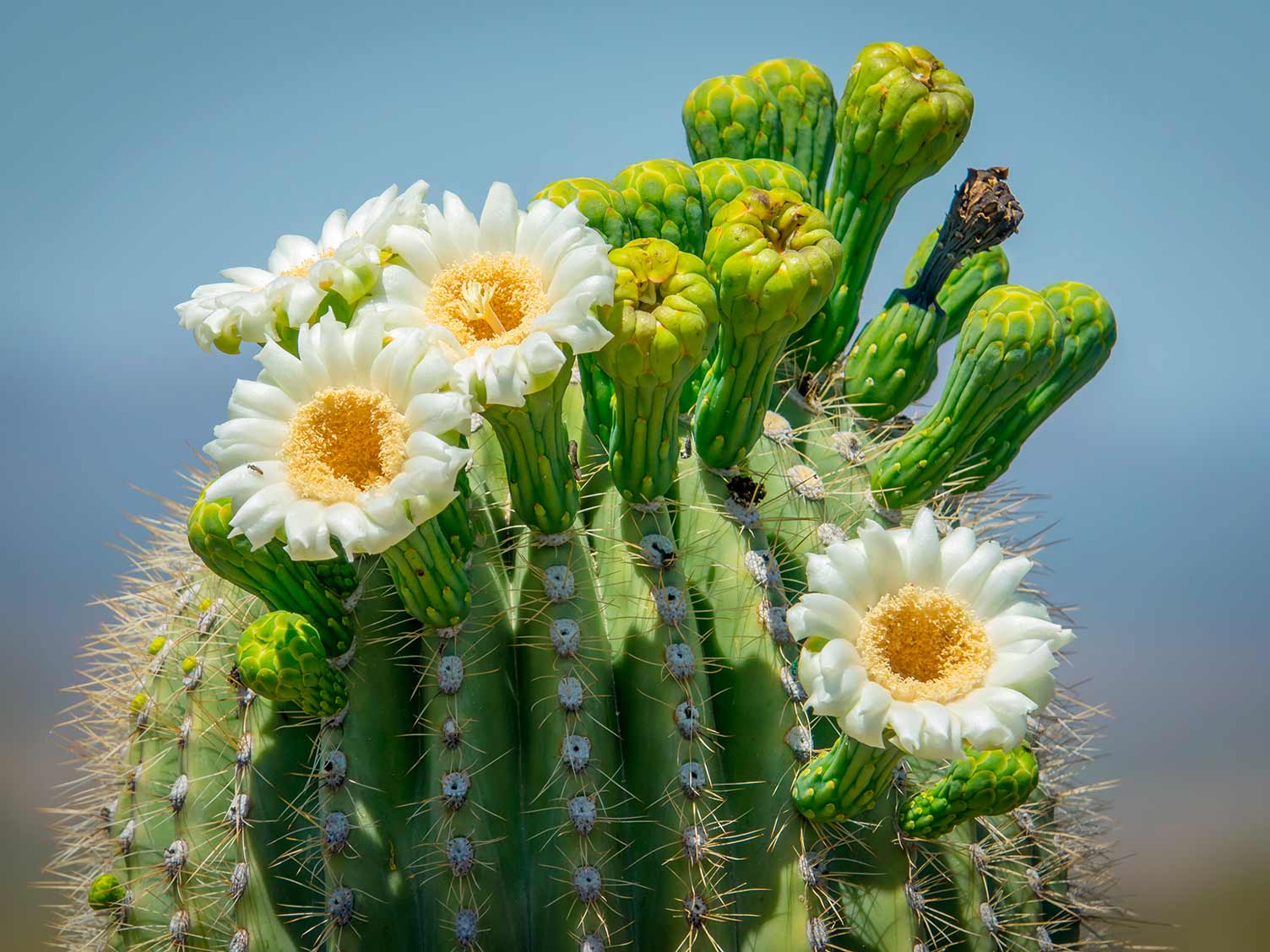 Saguaro kaktusblomster nærbillede