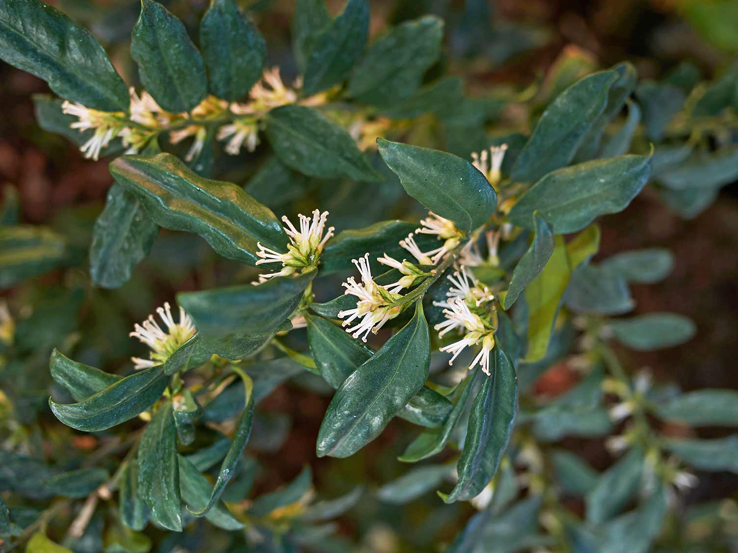 UK_sarcococca-flowers-closeup.jpg Sarcococca in flower closeup