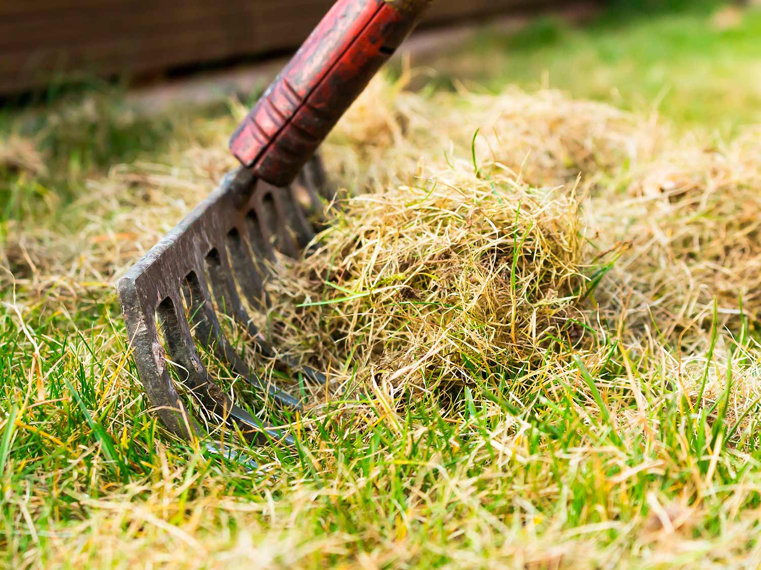UK_scarifying-using-a-rake.jpg Scarifying a lawn