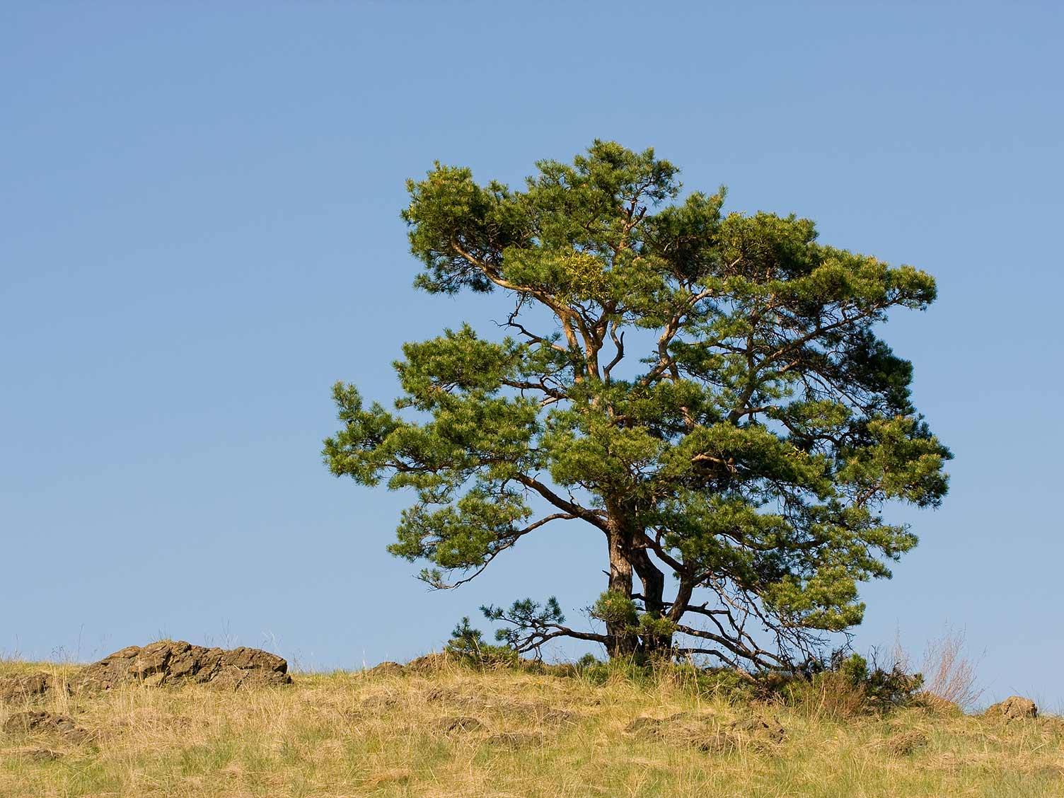 UK_scots-pine-tree.jpg Scots pine tree